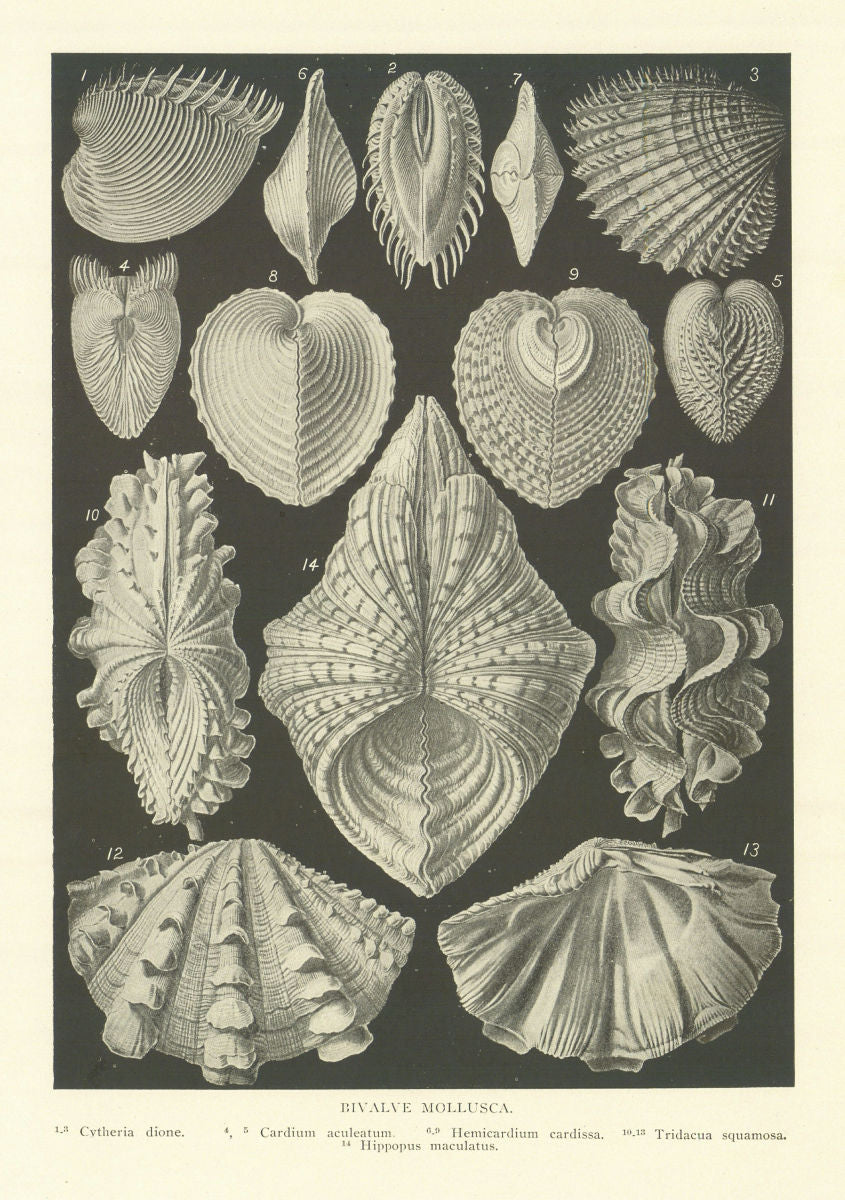 BIVALVE MOLLUSC Cytheria dione Cardium aculeatum Hemicardium cardissa 1907